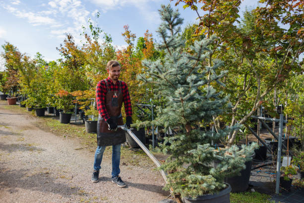 Reliable Capitol View, SC Tree Service Solutions